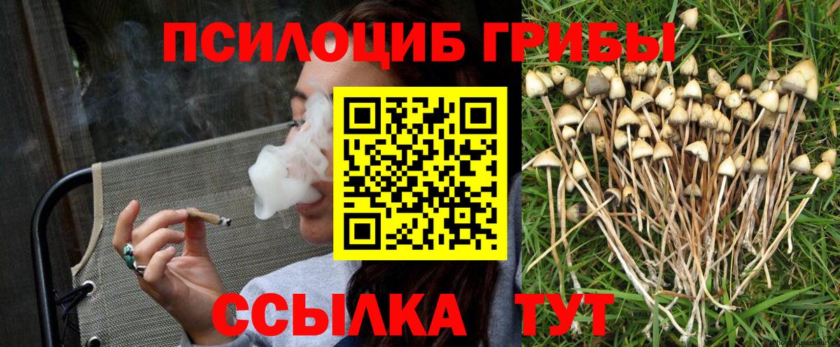 Псилоцибиновые грибы Psilocybine cubensis Торжок